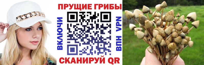 где купить наркоту  Химки  Псилоцибиновые грибы GOLDEN TEACHER 